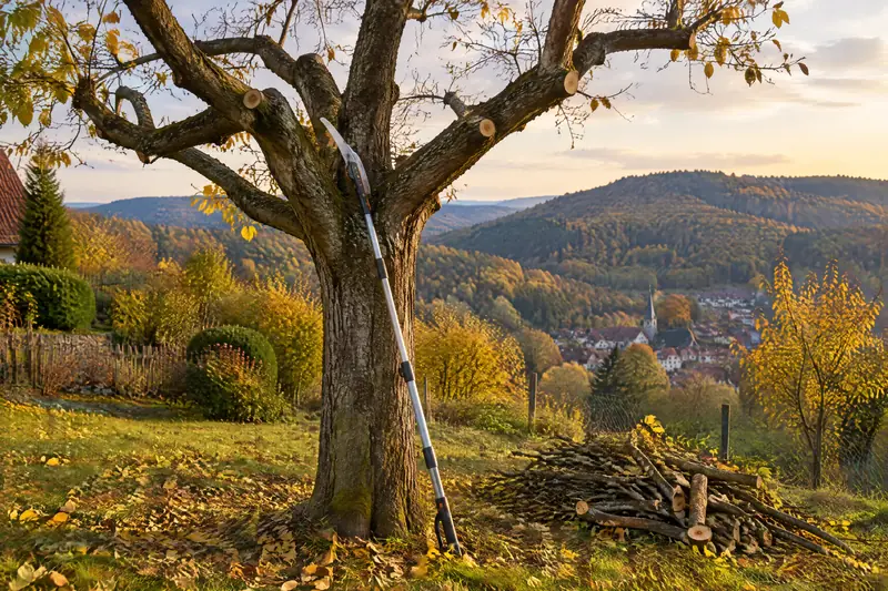Fachgerecht zurückgeschnittener Obstbaum mit Hochentaster, daneben aufgeschichtetes Schnittholz, Blick über den herbstlichen Spessart